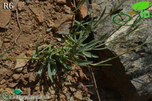 var idaea-Sandras dağı-Köyceğiz