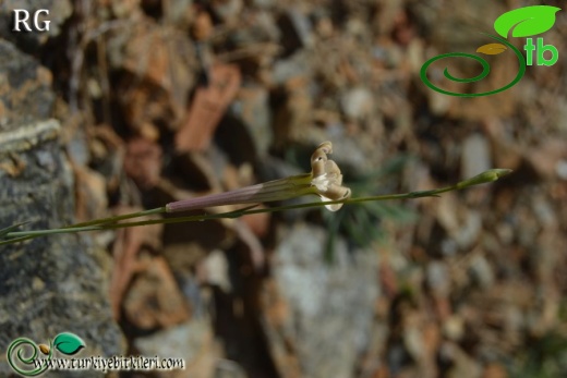 var idaea-Sandras dağı-Köyceğiz