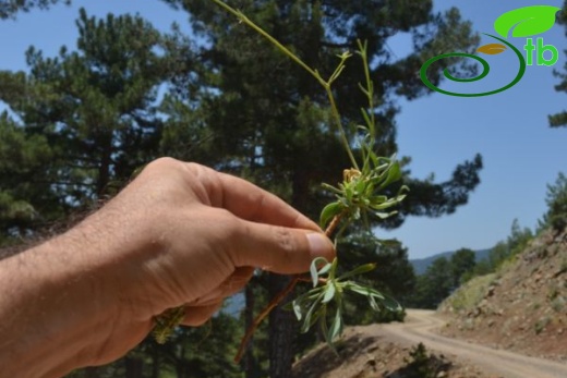 var idaea-Sandras dağı-Köyceğiz