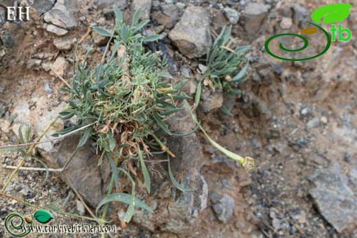 var idaea-Sandras dağı-Köyceğiz