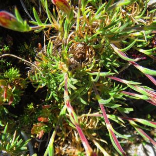 Dedegöl dağları-Isparta