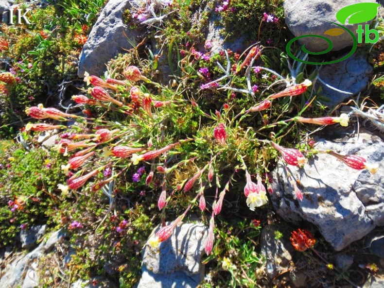 Dedegöl dağları-Isparta