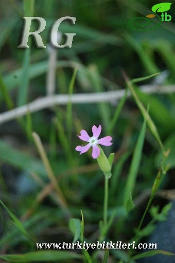 Posof-Ardahan