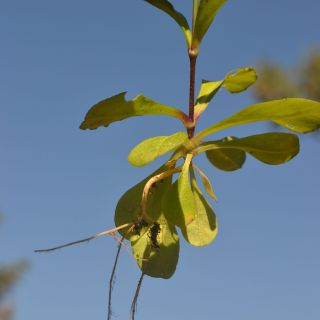 Datça