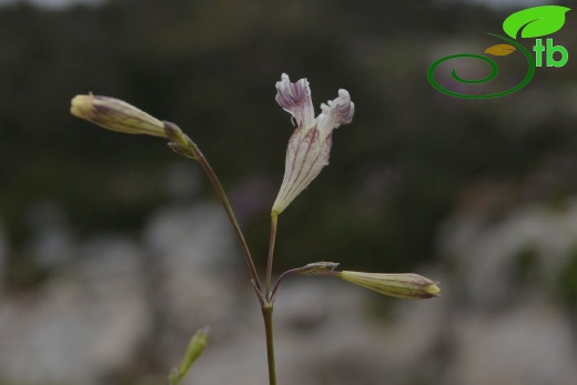 Datça