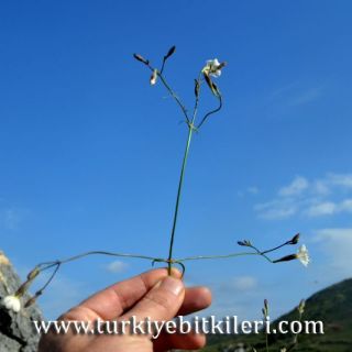 Datça-Muğla