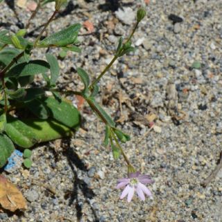 var. maritima-Alanya