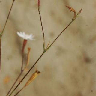 var maritima-Silifke-Mersin