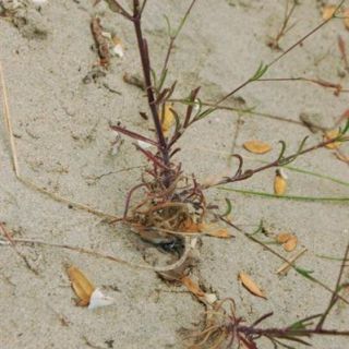 var maritima-Silifke-Mersin