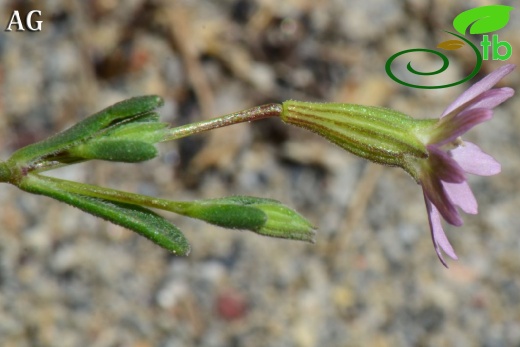 var. maritima-Alanya