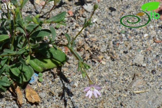 var. maritima-Alanya