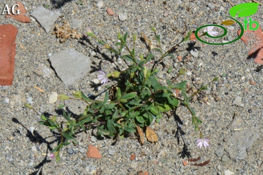 var. maritima-Alanya