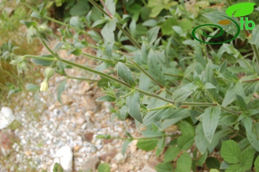 Subsp eriocalycina-Yalova 