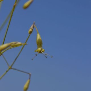Korkuteli-Elmalı