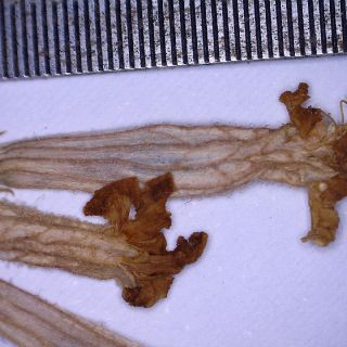 Kaliks