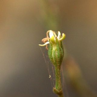 Sandras dağı-Köyceğiz