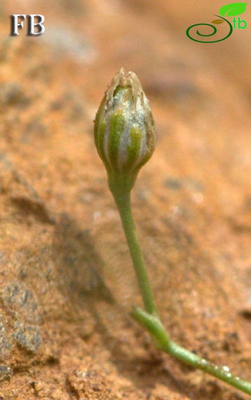 Sandras dağı-Köyceğiz