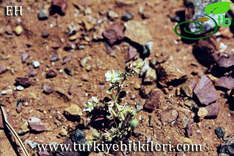 Sandras dağı-Köyceğiz