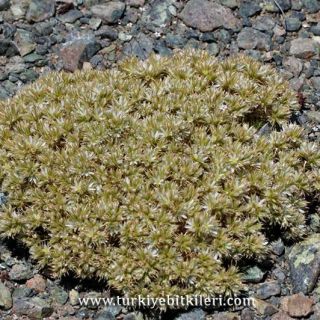 Amanos dağları-Hatay