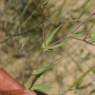 var grandiflora-Karaman-Mut
