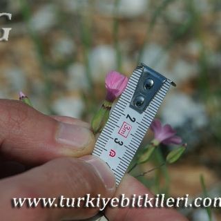 var grandiflora-Karaman-Mut