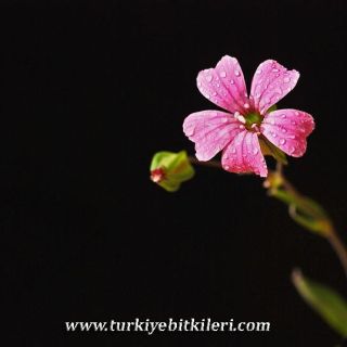 var grandiflora-İzmir