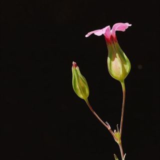 var grandiflora-İzmir