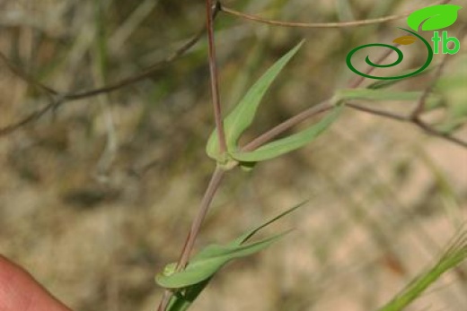 var grandiflora-Karaman-Mut