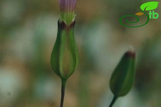 var grandiflora