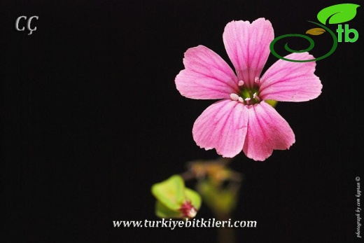 var grandiflora-İzmir