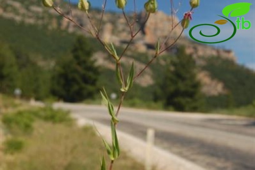 var grandiflora-Karaman-Mut