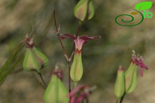 var grandiflora-Karaman-Mut 