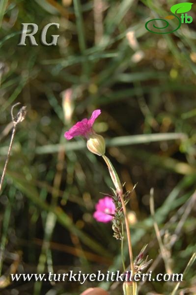 var grandiflora-Karaman-Mut