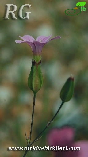 var grandiflora