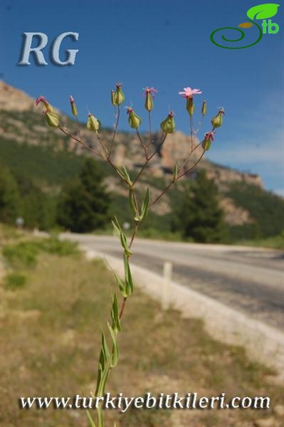 var grandiflora-Karaman-Mut