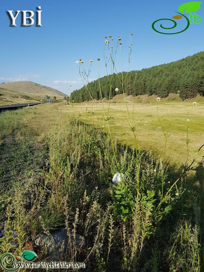 Sarıkamış-Kars