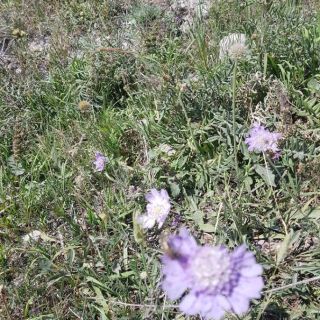 Kars