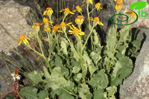 var. taraxacifolius-Bayburt