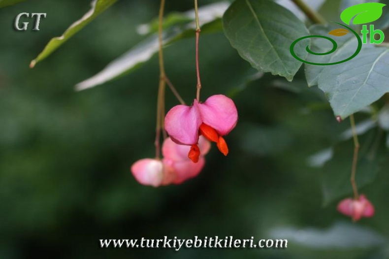 subsp. Iatifolius