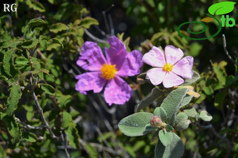 Cistus parviflorus(sağda-right) ve C. creticus (Solda-left)