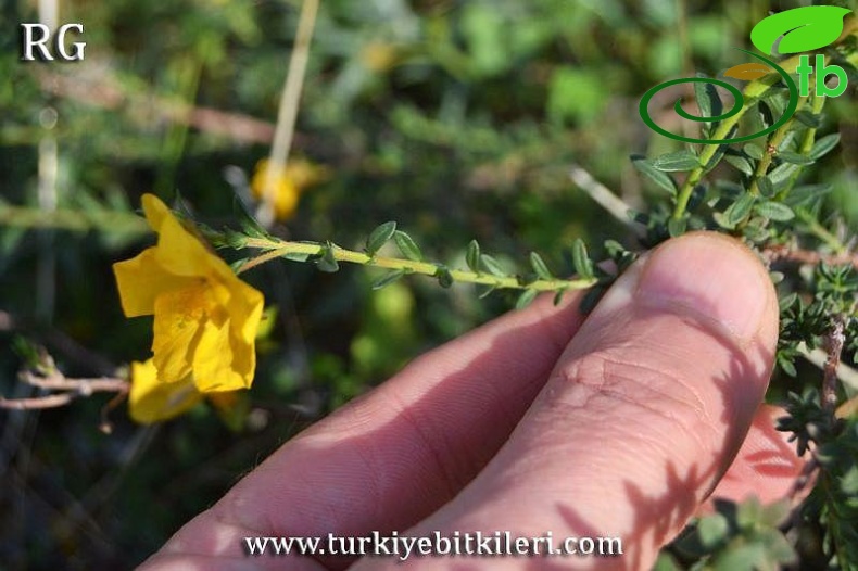 var arabica-Datça-Muğla