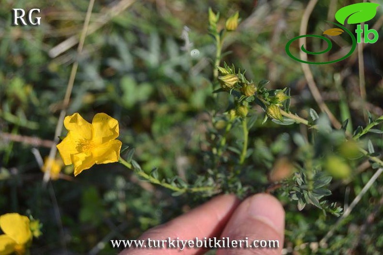 var arabica-Datça-Muğla