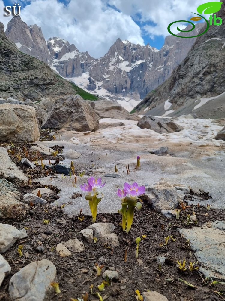 Hakkari