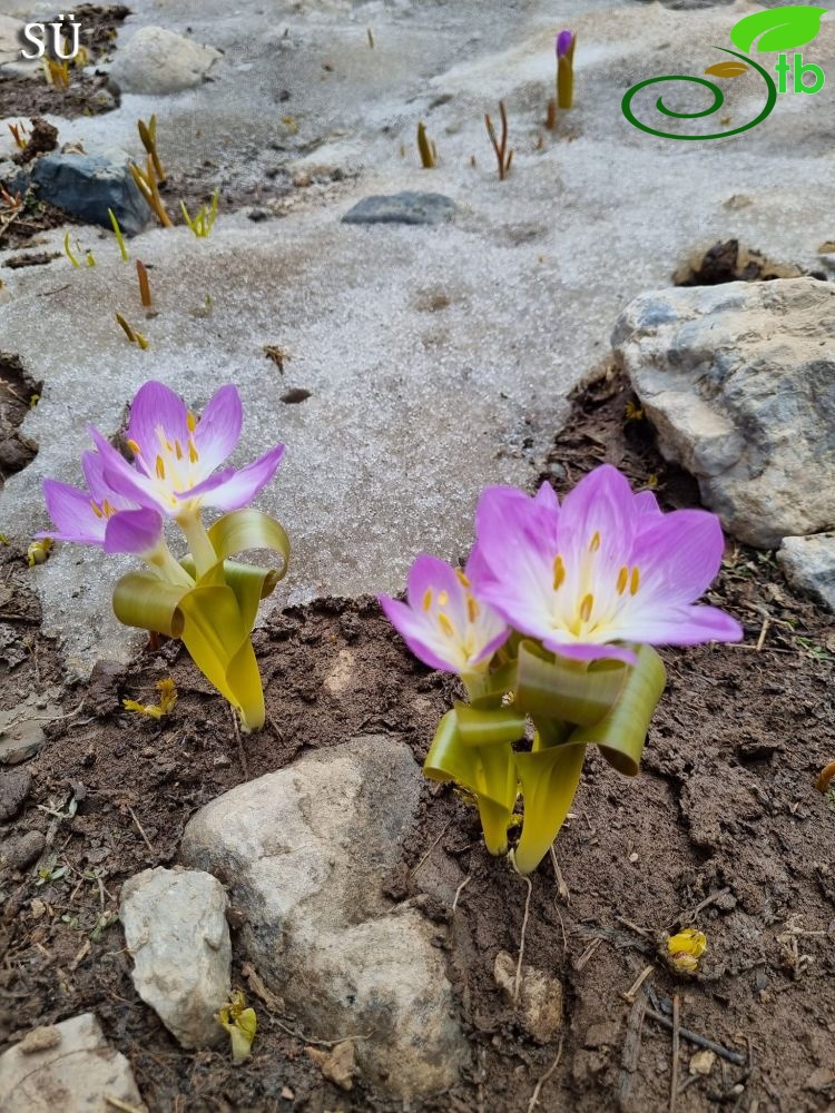 Hakkari