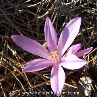 ssp rigescens