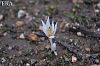 subsp. brachyphyllum-Amanoslar-Hatay