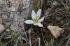 subsp. brachyphyllum-Amanoslar-Hatay