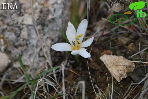 subsp. brachyphyllum-Amanoslar-Hatay