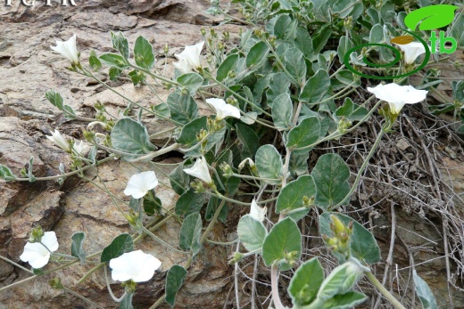 subsp. peduncularis-Bitlis