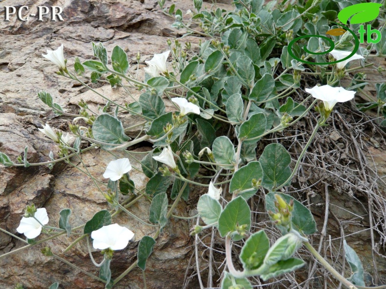 subsp. peduncularis-Bitlis